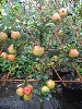 Bilder der Baumschule